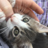 Duman