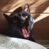 Zeytin
