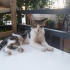 Zeytin