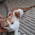 Pamuk