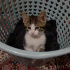 Bulut