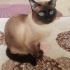 Duman