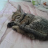 Zeytin