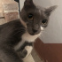 Duman