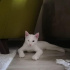 Bulut