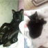 Zeytin