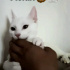 Pamuk