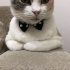 Pamuk