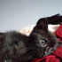 Zeytin
