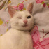 Pamuk