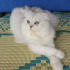 Bulut