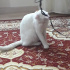 Pamuk