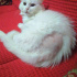 Pamuk