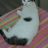 Simli