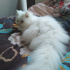 Pamuk