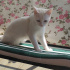 Pamuk