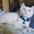 Pamuk