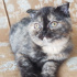 İsya