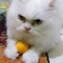 Pamuk