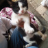 4 TANE KEDİ