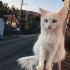 Pamuk