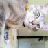 Duman