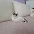Pamuk