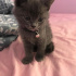 kedi