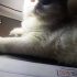Bade
