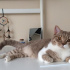Felya