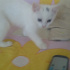 Pamuk