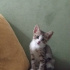 Karamel