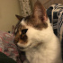 Kedi