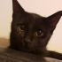 zeytin