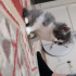 Pamuk
