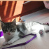 Momiş