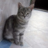 Duman