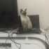 Mia