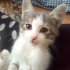 Duman