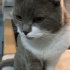 Pamuk