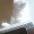 Bulut