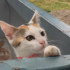 Pamuk