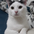Dorian