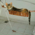 pamuk