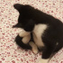 Zeytin