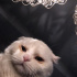 Casper