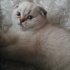 DUMAN