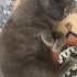 Maya