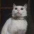 Pamuk