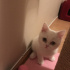 Pamuk